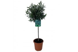 Olea europaea OLEA STAM 21