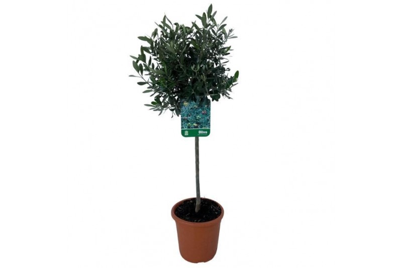 Olea europaea OLEA STAM 21 