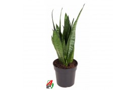 Sansevieria zeylanica