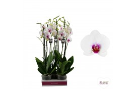 Phalaenopsis wit red lips Phalaenopsis Scarlion - 2 tak 60cm 14 bl. 2 