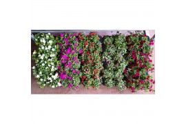 Calibrachoa minifamous mix mixlaag