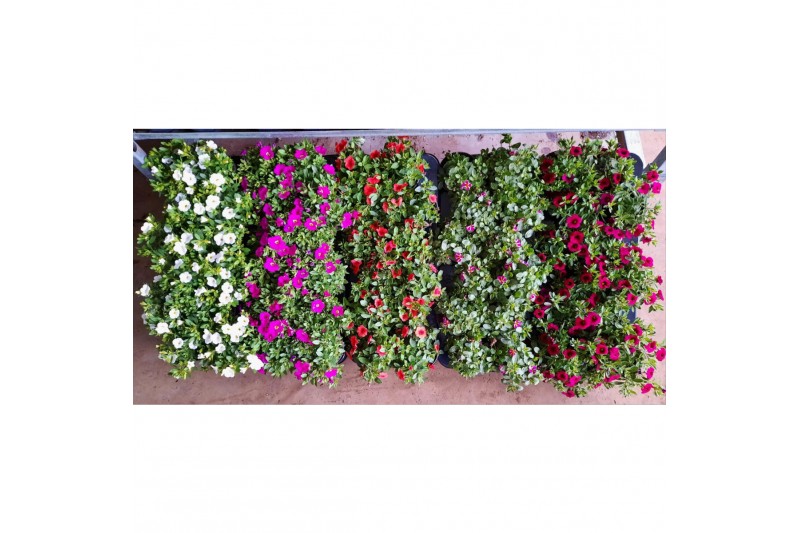 Calibrachoa minifamous mix mixlaag 