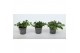 Petunia famous white 