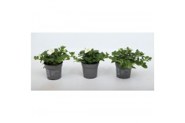 Petunia famous white