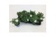 Petunia famous white 
