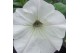 Petunia famous white 