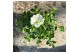 Petunia famous white 