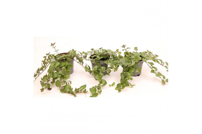Satureja doulasii indian mint 