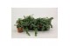 Satureja doulasii indian mint 