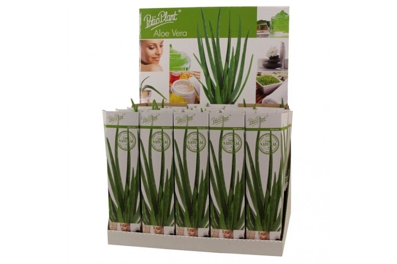 Aloe vera 