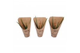 Aloe vera Natural Wellness
