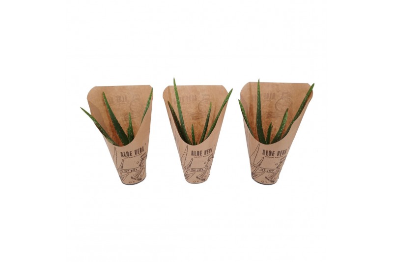 Aloe vera Natural Wellness 