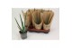 Aloe vera Natural Wellness 