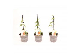 Thunbergia orange energy black eye oranje
