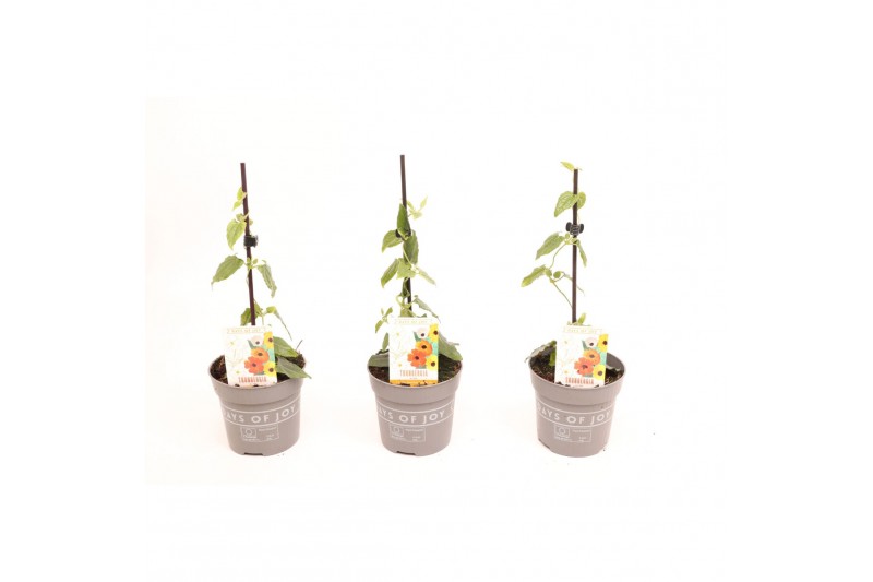 Thunbergia orange energy black eye oranje 