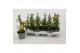 Thunbergia orange energy black eye oranje 