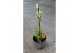 Thunbergia orange energy black eye oranje 