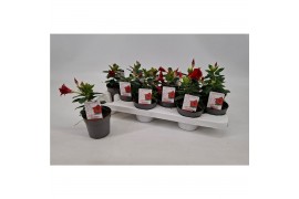 Mandevilla rio deep red dipladenia rood