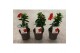 Mandevilla rio deep red dipladenia rood 