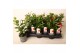 Mandevilla rio deep red dipladenia rood 