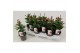 Mandevilla rio deep red dipladenia rood 