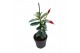 Mandevilla rio deep red dipladenia rood 