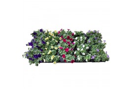 Petunia surfinia mixkar 5 kleuren Alpetunia® mixlaag