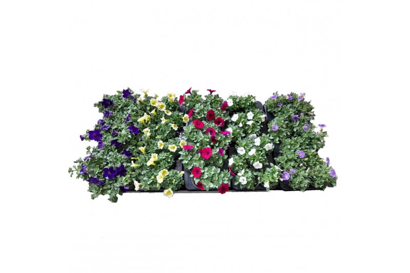 Petunia surfinia mixkar 5 kleuren Alpetunia® mixlaag Petunia surfinia mixkar 5 kleuren Alpetunia® mixlaag