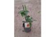 Thunbergia alata rose sensation roze 
