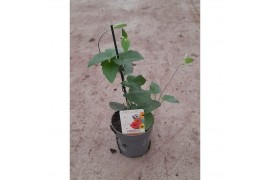 Thunbergia alata rose sensation roze