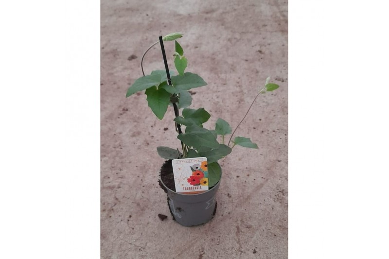 Thunbergia alata rose sensation roze 