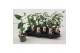 Thunbergia alata rose sensation roze 
