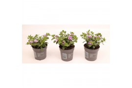 Calibrachoa can-can rosies pink Calibrachoa Can-Can Rosies Apricot