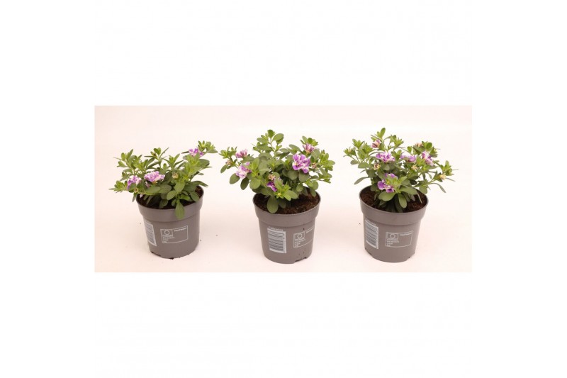 Calibrachoa can-can rosies pink Calibrachoa Can-Can Rosies Apricot 