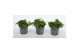 Bidens taka tuka yellow white 