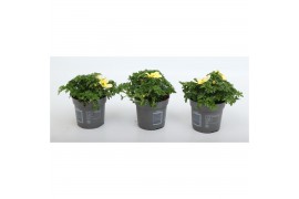 Bidens taka tuka yellow white