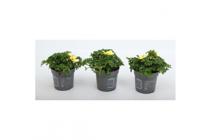Bidens taka tuka yellow white 