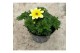Bidens taka tuka yellow white 