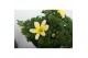 Bidens taka tuka yellow white 