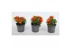 Bidens taka tuka orange yellow brush 