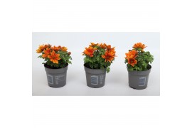 Bidens taka tuka orange yellow brush