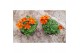 Bidens taka tuka orange yellow brush 