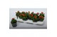 Bidens taka tuka orange yellow brush 