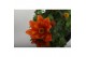 Bidens taka tuka orange yellow brush 