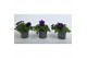 Petunia blue surfinia Petunia Surfinia Blue 