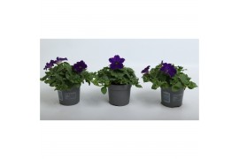 Petunia blue surfinia Petunia Surfinia Blue