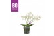 Phalaenopsis multiflora wit Willd 3+ tak BO 60 bl. 3 tak/plnt 