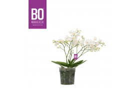 Phalaenopsis multiflora wit Willd 3+ tak BO 60 bl. 3 tak/plnt
