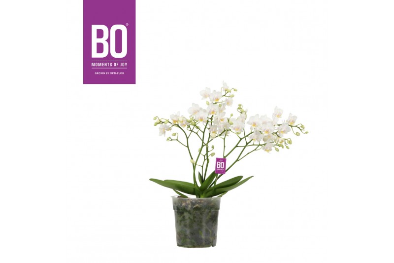 Phalaenopsis multiflora wit Willd 3+ tak BO 60 bl. 3 tak/plnt Phalaenopsis multiflora wit Willd 3+ tak BO 60 bl. 3 tak/plnt