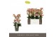 Phalaenopsis multiflora geel 4 tak exclusivo pikachu 
